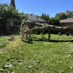 Greenwood Tree Service