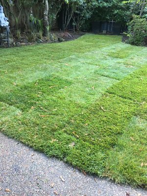 Photo of Yardwork Landscaping - Mill Valley, CA, US. Another angle of the new lawn
