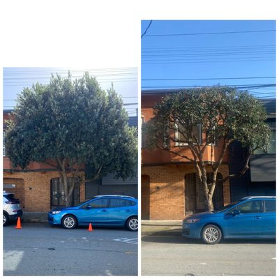 Photo of The Dog Professional Tree Service - San Francisco, CA, US. Street tree general pruning on GLEN PARK SAN FRANCISCO CA.