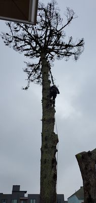 Photo of Cabrera Tree Care - San Francisco, CA, US.