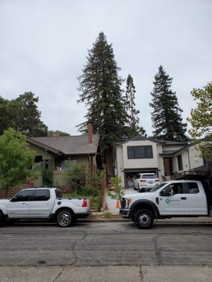 Photo of Madriz Tree service - Richmond, CA, US.