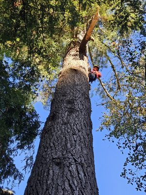 Photo of Madriz Tree service - Richmond, CA, US.