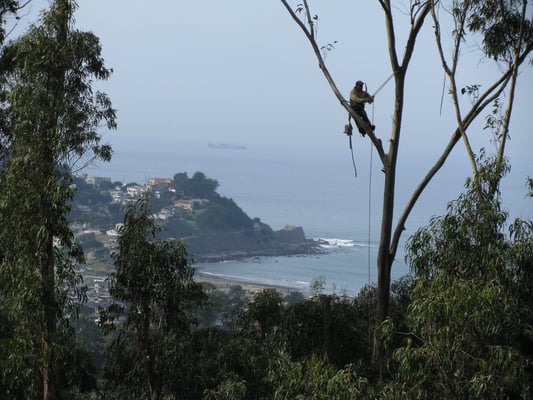 Photo of Precision Tree Care - Pacifica, CA, US. Lead foreman Leo high above Pacifica.
