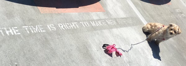 Photo of North Beach Parking Garage - San Francisco, CA, US. Parking spot phrase for the day: "The time is right to make new friends." Four paws is more optimistic than me! Lol