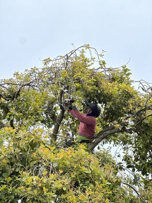 Photo of Arborist Now - San Francisco, CA, US. Pruning in process.