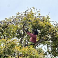 Arborist Now