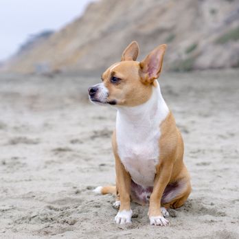 Fort Funston