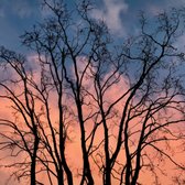 Tree Pruning