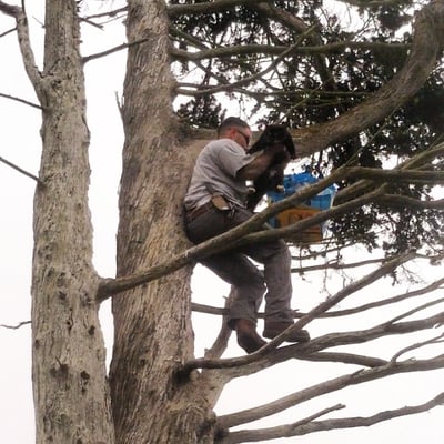 Photo of Precision Tree Care - Pacifica, CA, US. Saving Binx from the cypress tree. Hero of the day!