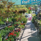 Master Nursery flowers and trees