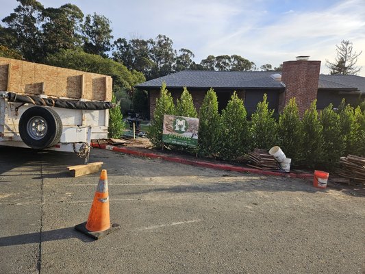 Photo of Madriz Tree service - Richmond, CA, US.