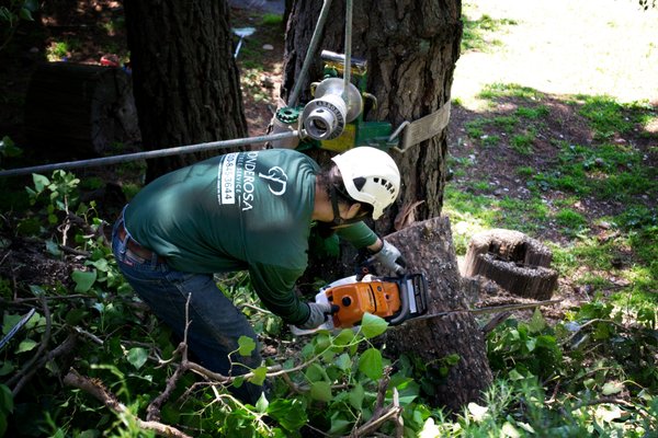 Photo of Ponderosa Tree Service - Berkeley, CA, US. Tree Removal