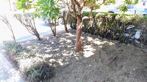 Photo of Discount Clean-Up Gardening - San Francisco, CA, US. front yard after cleanup