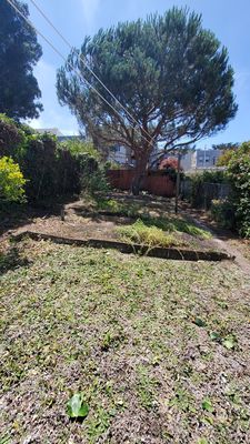 Photo of Evergreen Tree & Gardening Service - San Francisco, CA, US. Afterwards, the Stone Pine tree is contained. Garden is easy to walk through. Pine has no low branches. Also, ivy cleared to the fence.