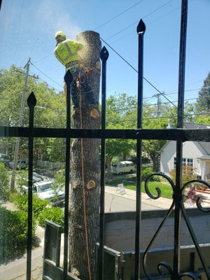 Photo of Ponderosa Tree Service - Oakland, CA, US. Chain saw action on the trunk