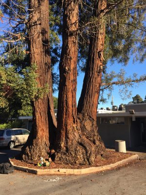 Photo of EC Tree Service - Redwood City, CA, US. No job is too big for our crew!