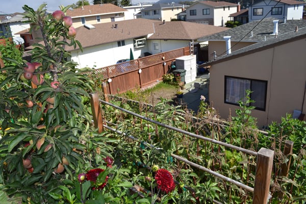 Photo of Gentle Giant's Gardening and Landscaping Services - San Francisco, CA, US. Terraced (sloping down) Veggie Garden