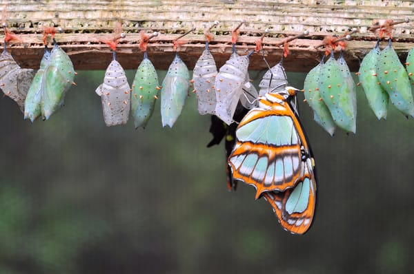 Photo of NYC Pest Control - Brooklyn, NY, US. The Beauty of Nature!