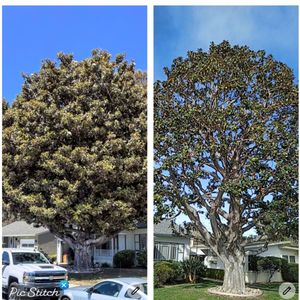 Cal-Line Tree Care on Yelp