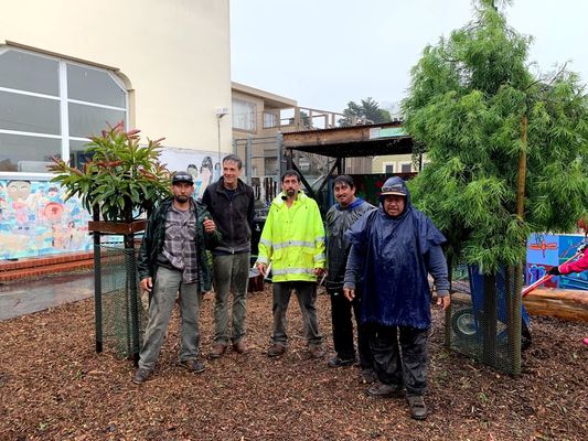 Photo of Evergreen Tree & Gardening Service - San Francisco, CA, US. Two new trees expertly planted by the crew at Evergreen Tree & Gardening Service