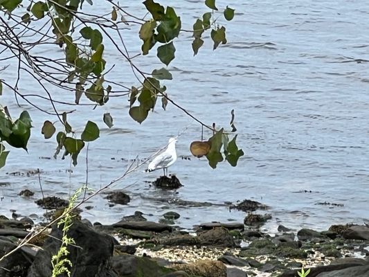 Photo of The Sands Point Preserve Conservancy - Sands Point, NY, US. Feather visitor