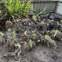 East Bay Stump Removal