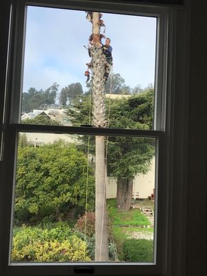 Photo of Cabrera Tree Care - San Francisco, CA, US. From a third story window!