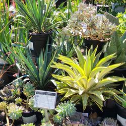 East Bay Nursery