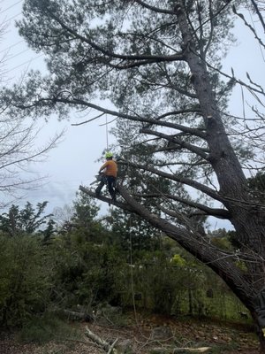 Photo of Jorge's Tree Service - San Rafael, CA, US. Tree climber.