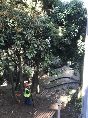 Photo of Ponderosa Tree Service - Berkeley, CA, US.