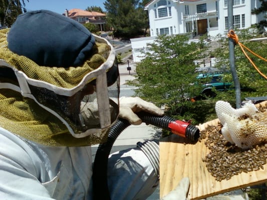 Photo of Humble Bee Removal - La Honda, CA, US. slate roof removal and relocation