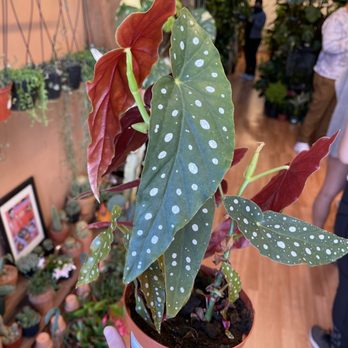 Begonia Maculata