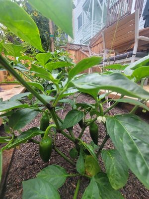 Photo of Gentle Giant's Gardening and Landscaping Services - San Francisco, CA, US. Organic jalapeños in SF!