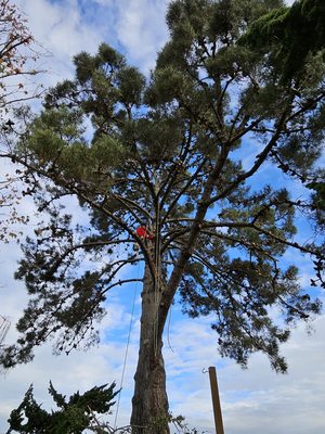 Photo of Madriz Tree service - Richmond, CA, US.