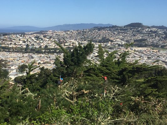 Photo of Precision Tree Care - Pacifica, CA, US. Crown reduction for view.