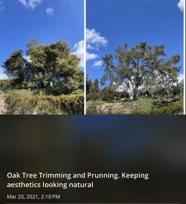 Photo of Cal-Line Tree Care - San Mateo - San Mateo, CA, US.