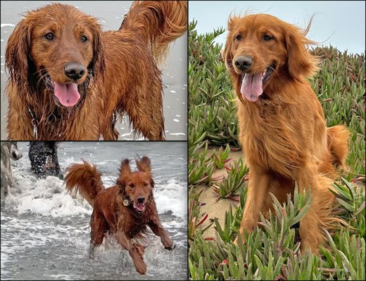 Photo of Fort Funston - San Francisco, CA, US. Fort Funston, Henry loves the beach here!