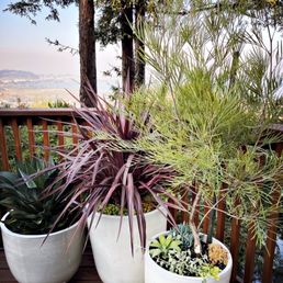 Photo of Forevergreen Landscape - San Francisco, CA, United States. Pots with agave & grasses