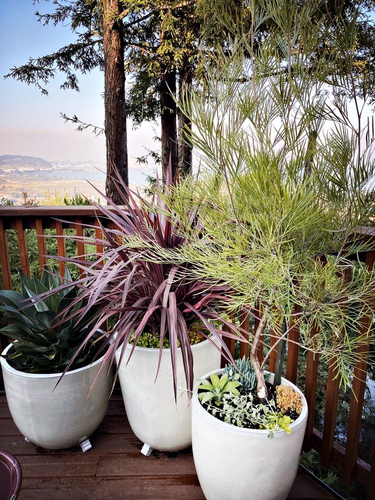 Photo of Forevergreen Landscape - San Francisco, CA, United States. Pots with agave & grasses