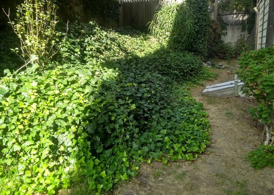 Photo of Discount Clean-Up Gardening - San Francisco, CA, US. Ivy in desperate need of a cut back - before pic