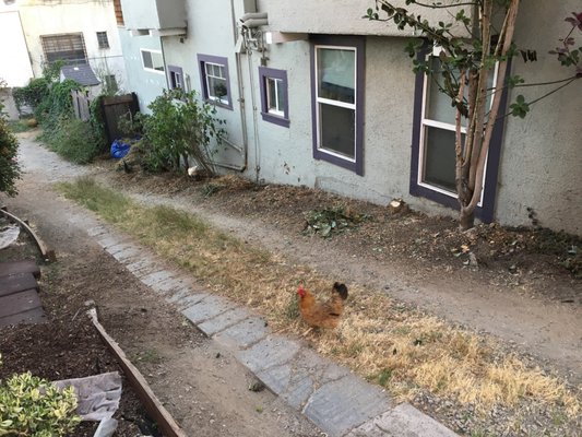 Photo of Haul U Need Yard Services - Berkeley, CA, US. Made some local birds happy to look for bugs once plants/morning glory got uprooted