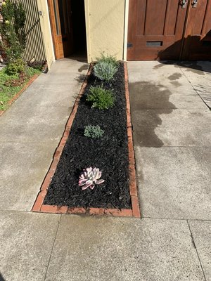 Photo of Blooms Gardening - San Francisco, CA, US. Some appealing plants surrounded by wood chip