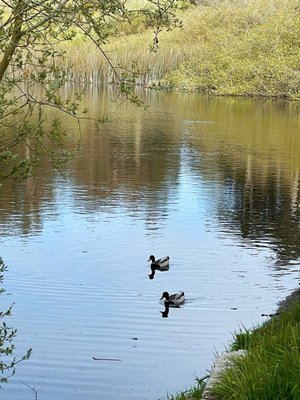 Photo of Mountain Lake Park - San Francisco, CA, US. Cute couple.