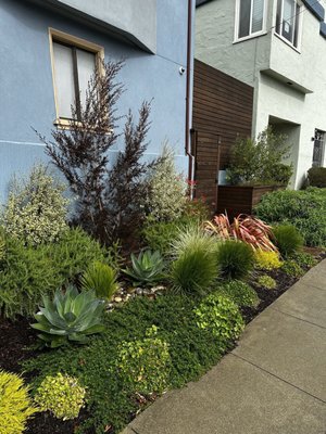 Photo of Forevergreen Landscape - San Francisco, CA, US. Same garden 3/1/24