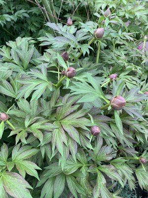 Photo of Flowercraft Garden Center - San Francisco, CA, US. The Peonies are popping!