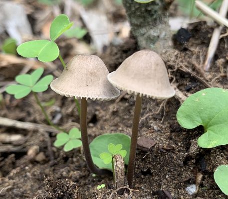 Photo of D A C Landscape S F - San Francisco, CA, US. a couple of mushrooms