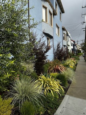 Photo of Forevergreen Landscape - San Francisco, CA, US. 3/1/24