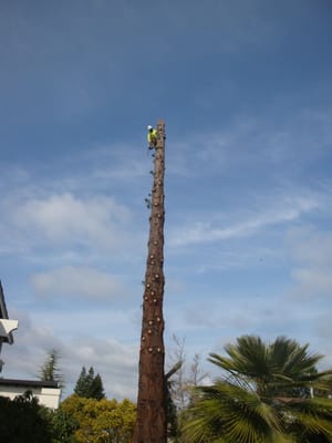 Photo of EC Tree Service - Redwood City, CA, US. San Carlos, CA