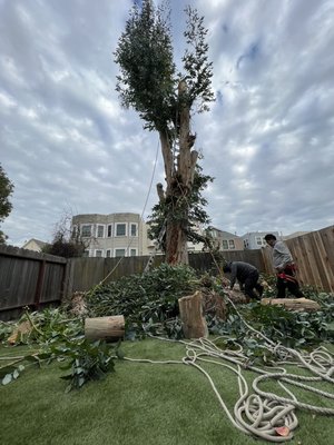 Photo of Sunrise Landscaping - San Francisco, CA, US. tree removal