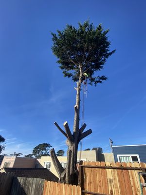 Photo of Bravo's Landscaping Services - Hayward, CA, US. In process cutting